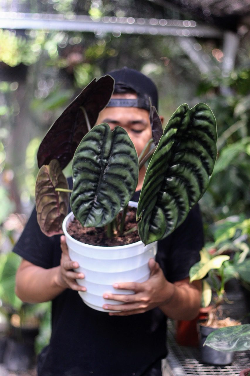 Alocasia Cuprea