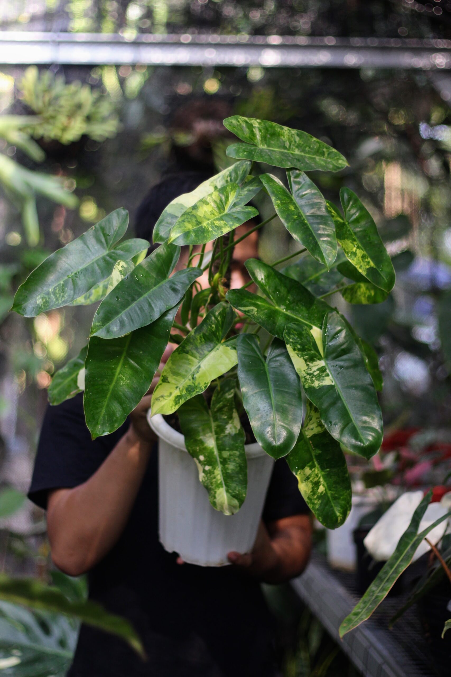 Philodendron Brule Marx Variegata