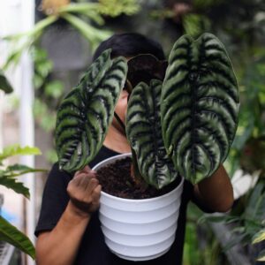 Alocasia Cuprea