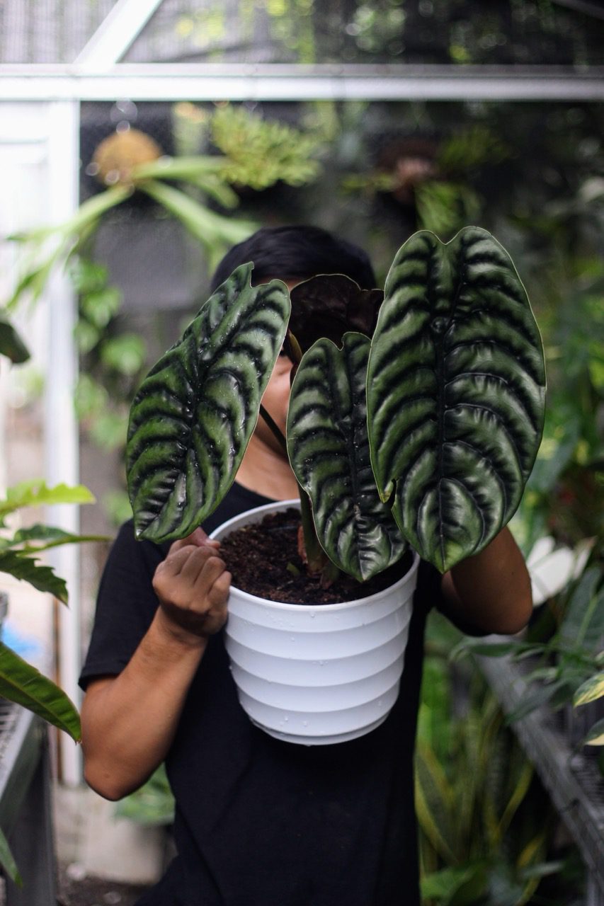 Alocasia Cuprea