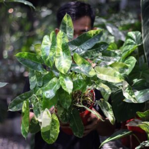 Philodendron Brule Marx Variegata