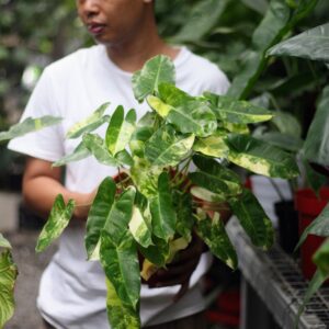 Philodendron Brule Marx Variegata