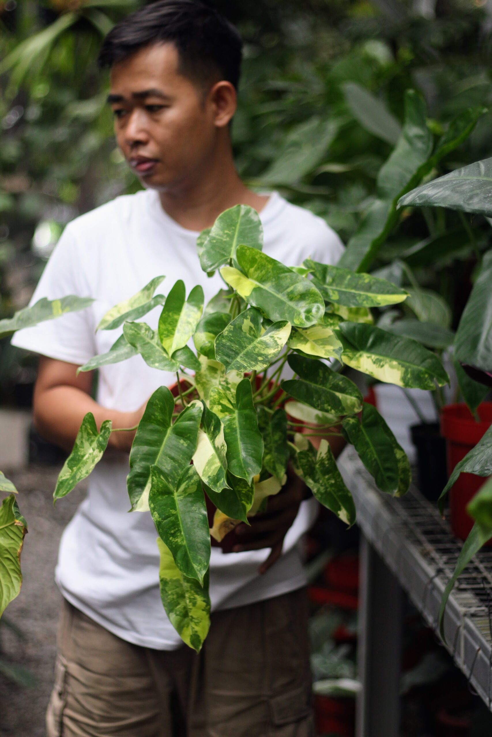 Philodendron Brule Marx Variegata