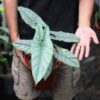 Alocasia Corazon