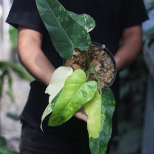 Philodendron Domesticum