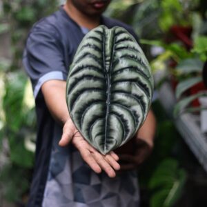 Alocasia Cuprea