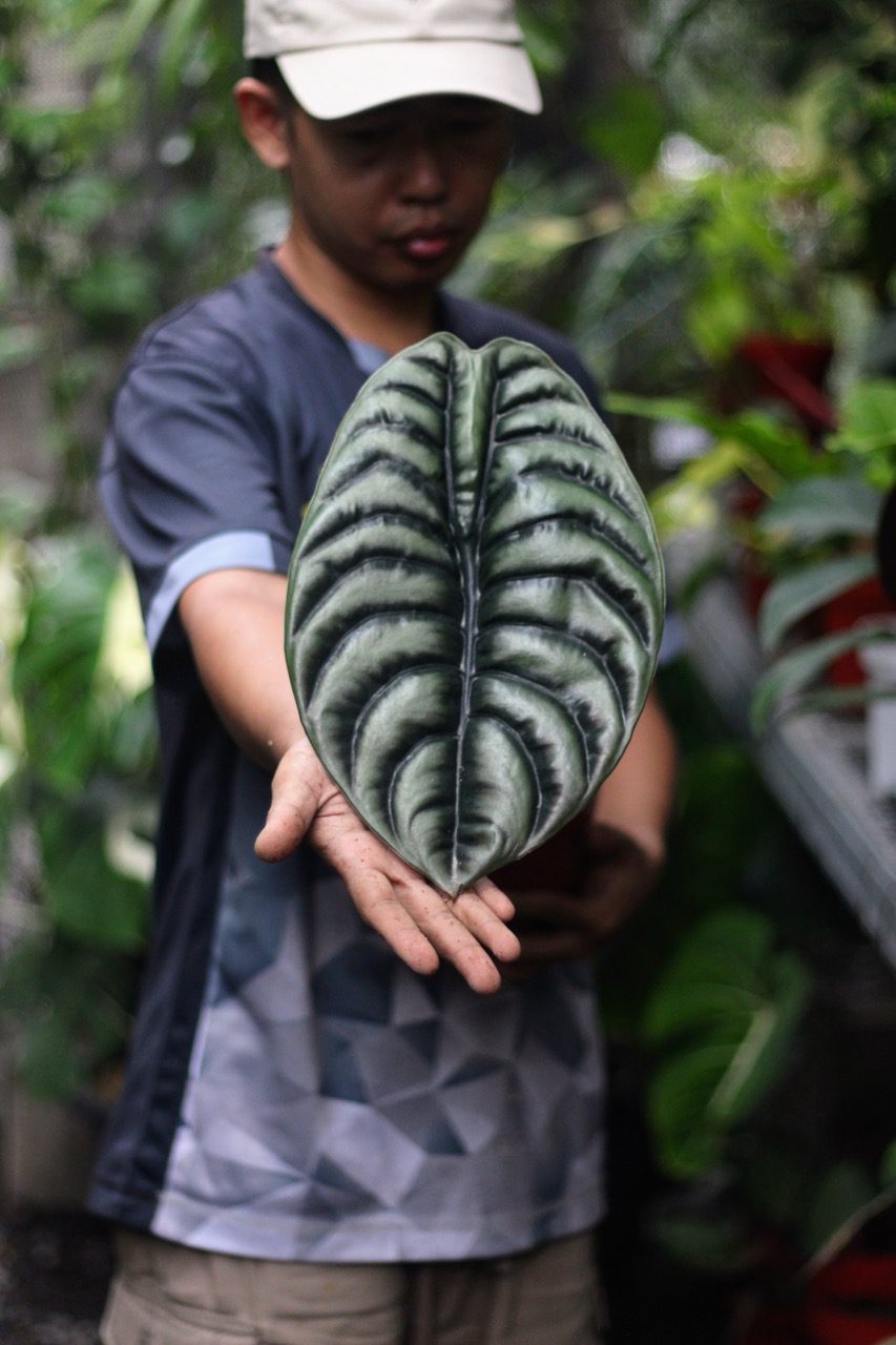 Alocasia Cuprea