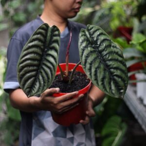 Alocasia Cuprea