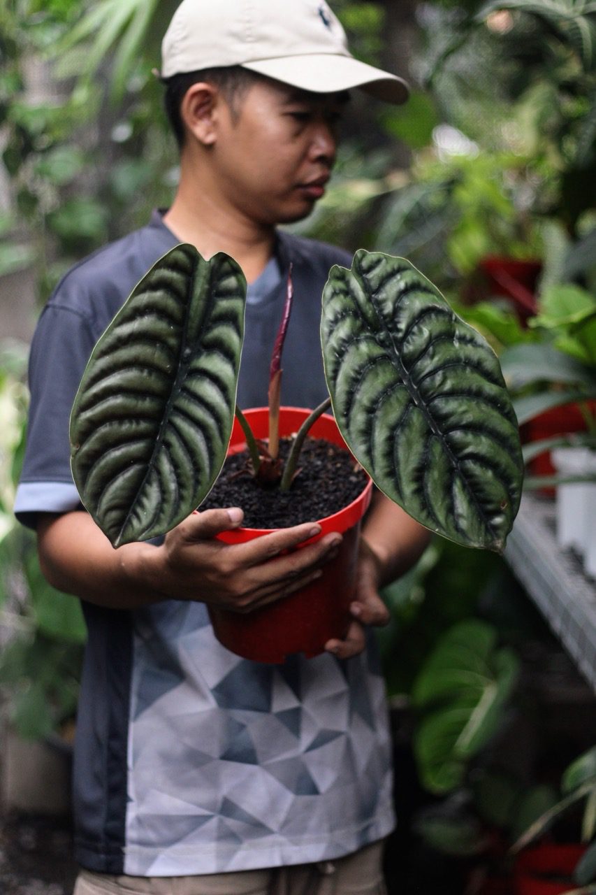 Alocasia Cuprea