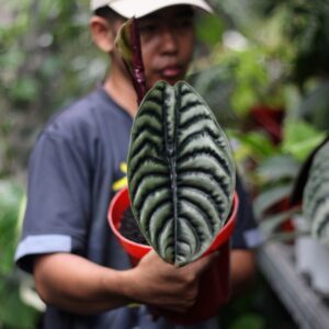 Alocasia Cuprea