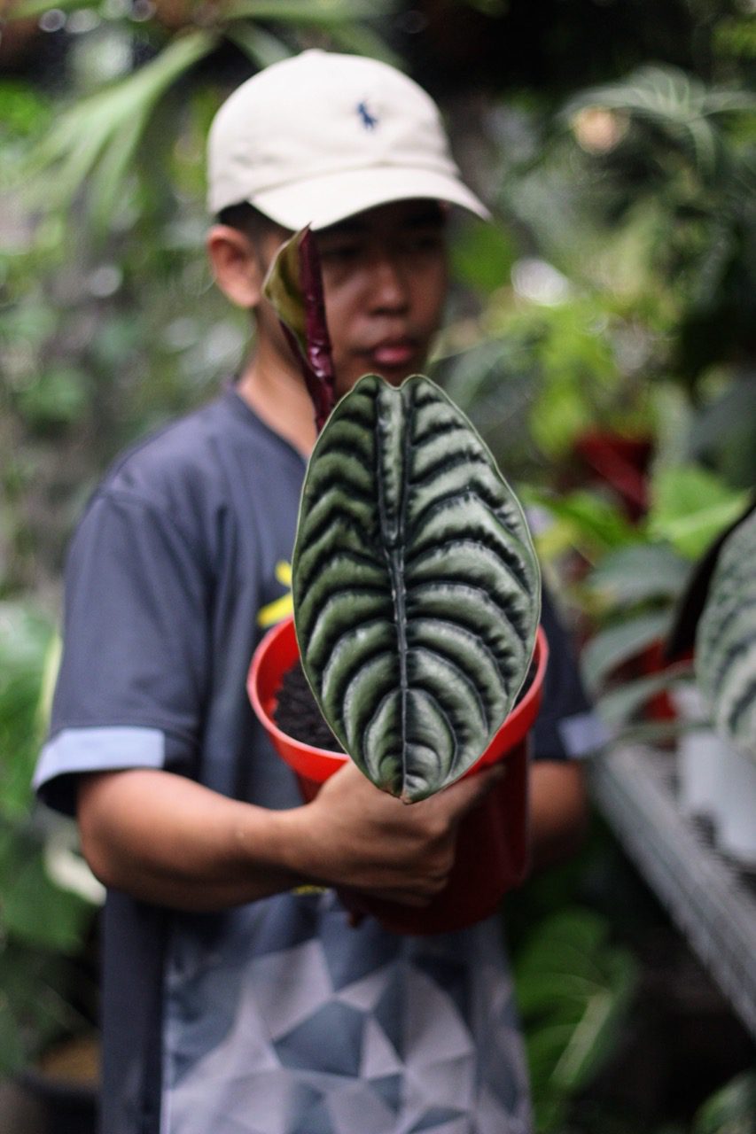 Alocasia Cuprea