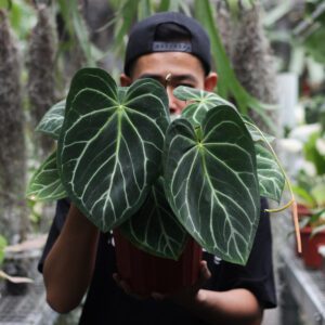 Anthurium Crystalinum