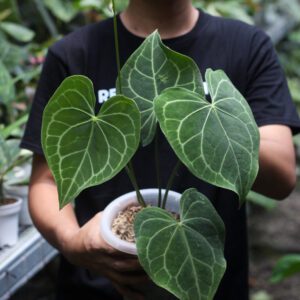 Anthurium Clarinervium