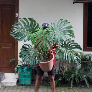 Monstera Deliciosa King