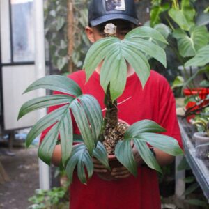 Rhaphidophora Decursiva