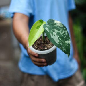 Syngonium Chiapense Variegata