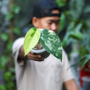 Syngonium Chiapense Variegata