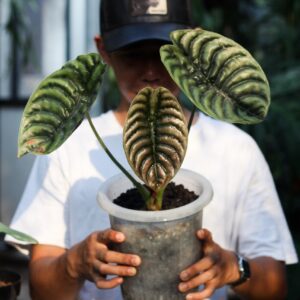 Alocasia Cuprea