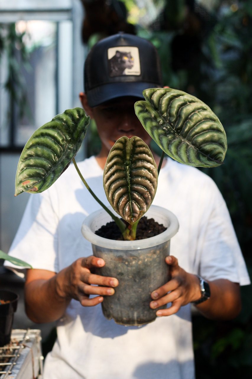 Alocasia Cuprea