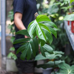 Rhaphidophora Decursiva