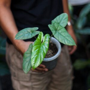 Alocasia Corazon