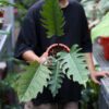 Philodendron Caramel