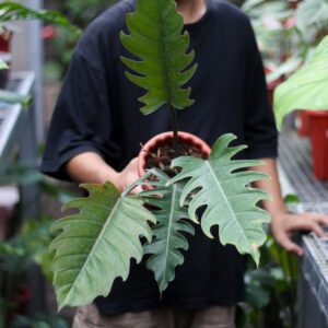 Philodendron Caramel