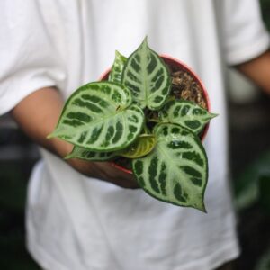 Anthurium Dorayaki Silver