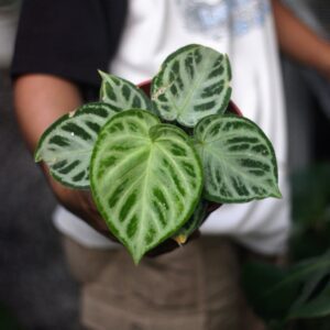 Anthurium Dorayaki Silver