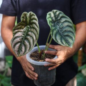 Alocasia Cuprea