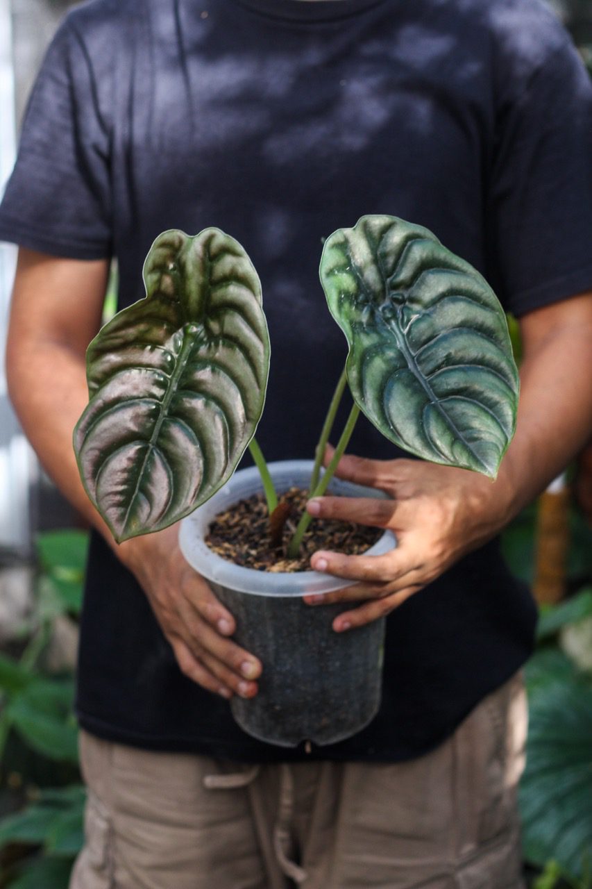 Alocasia Cuprea