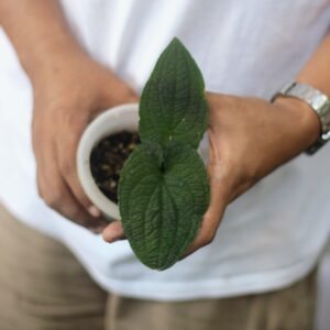 Anthurium Clidemioides