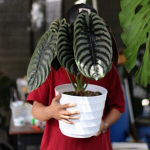 Alocasia Cuprea