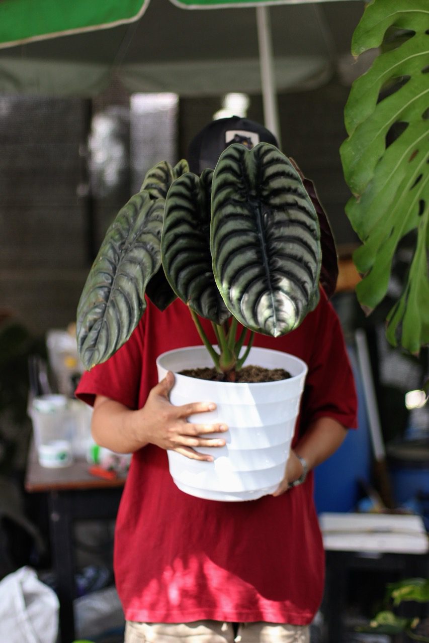 Alocasia Cuprea
