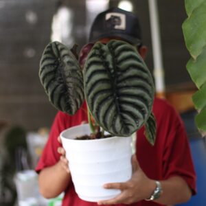 Alocasia Cuprea