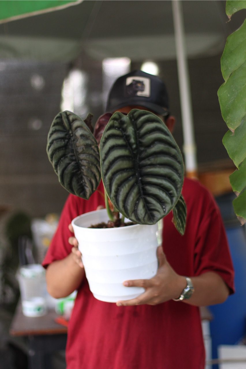 Alocasia Cuprea