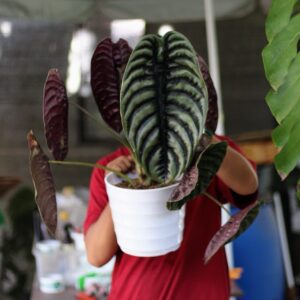 Alocasia Cuprea