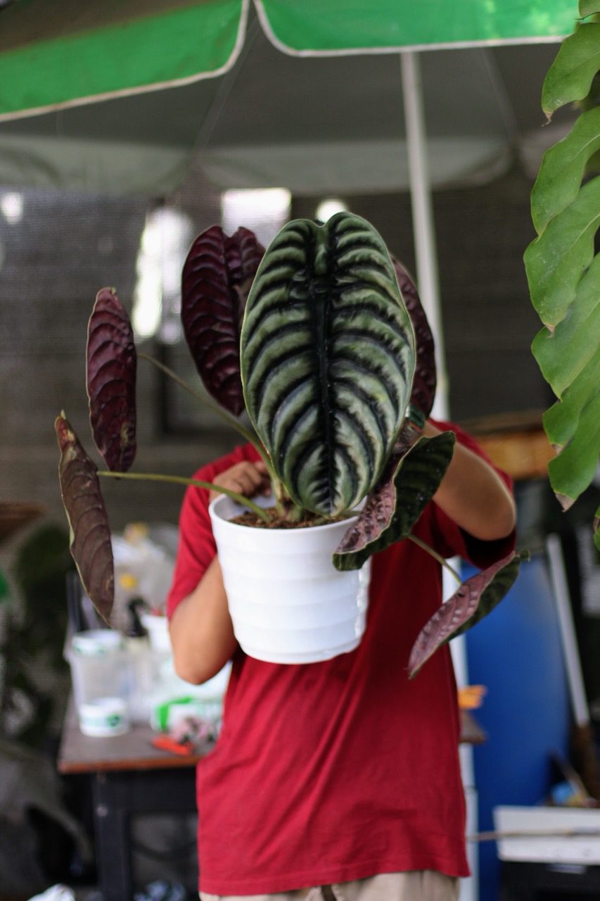 Alocasia Cuprea