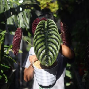 Alocasia Cuprea