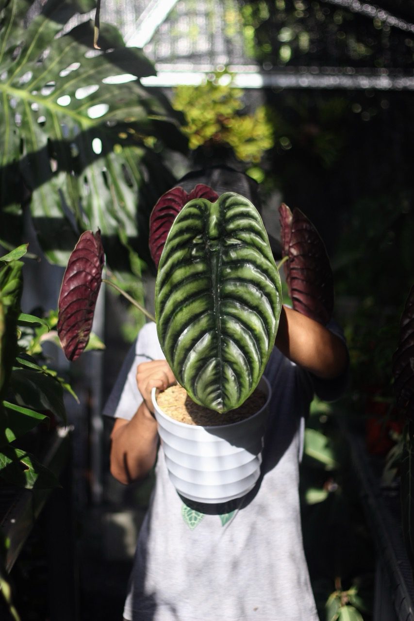 Alocasia Cuprea