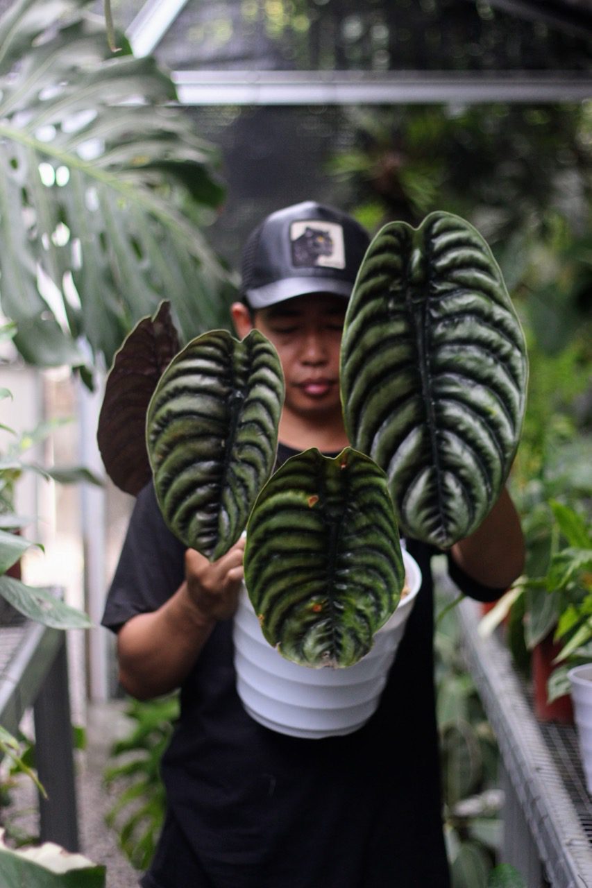 Koleksi Alocasia Fest Garden