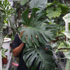 Monstera Deliciosa King
