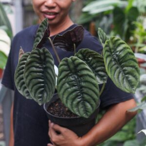 Alocasia Cuprea