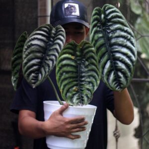 Alocasia Cuprea