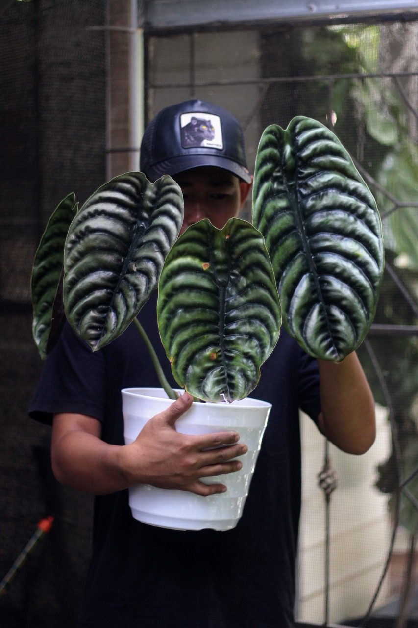 Alocasia Cuprea