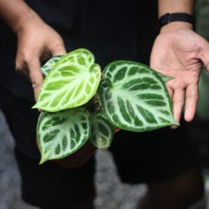 Anthurium Dorayaki Silver