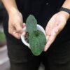 Anthurium Clidemioides