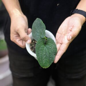 Anthurium Clidemioides