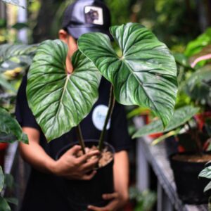 Daun Philodendron Plowmanii Narrow Form dengan urat yang tegas dipegang di nursery Fest Garden