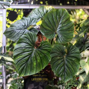 Philodendron Plowmanii – Tanaman Hias Daun Lebar Eksotis
